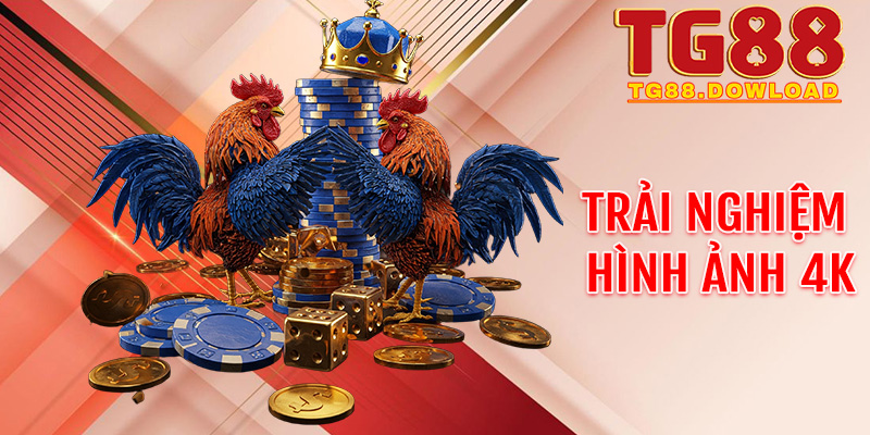 Những loại hình cược "đặc sản" làm nên tên tuổi sảnh Đá gà tại Tg88